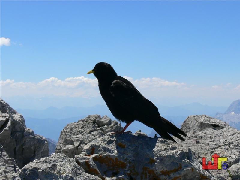 Alpendohle auf der Watzmann-Mittelspitze